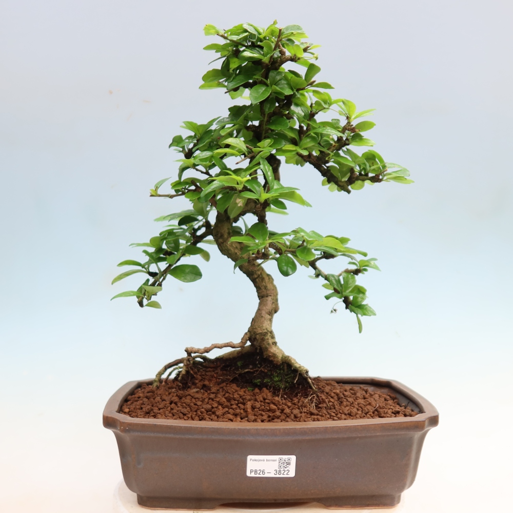 Szobai bonsai - Carmona macrophylla - Tea fuki