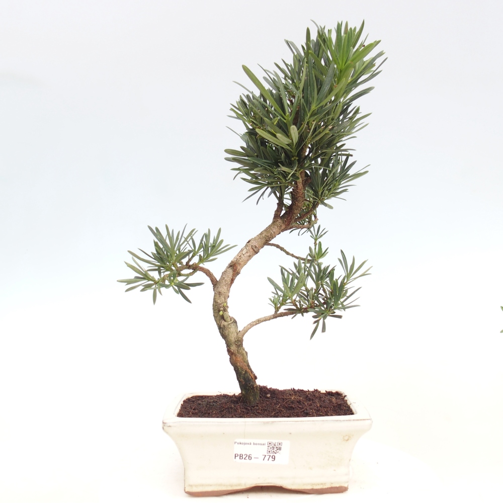 Szobai bonsai - Podocarpus - Kőtiszafa