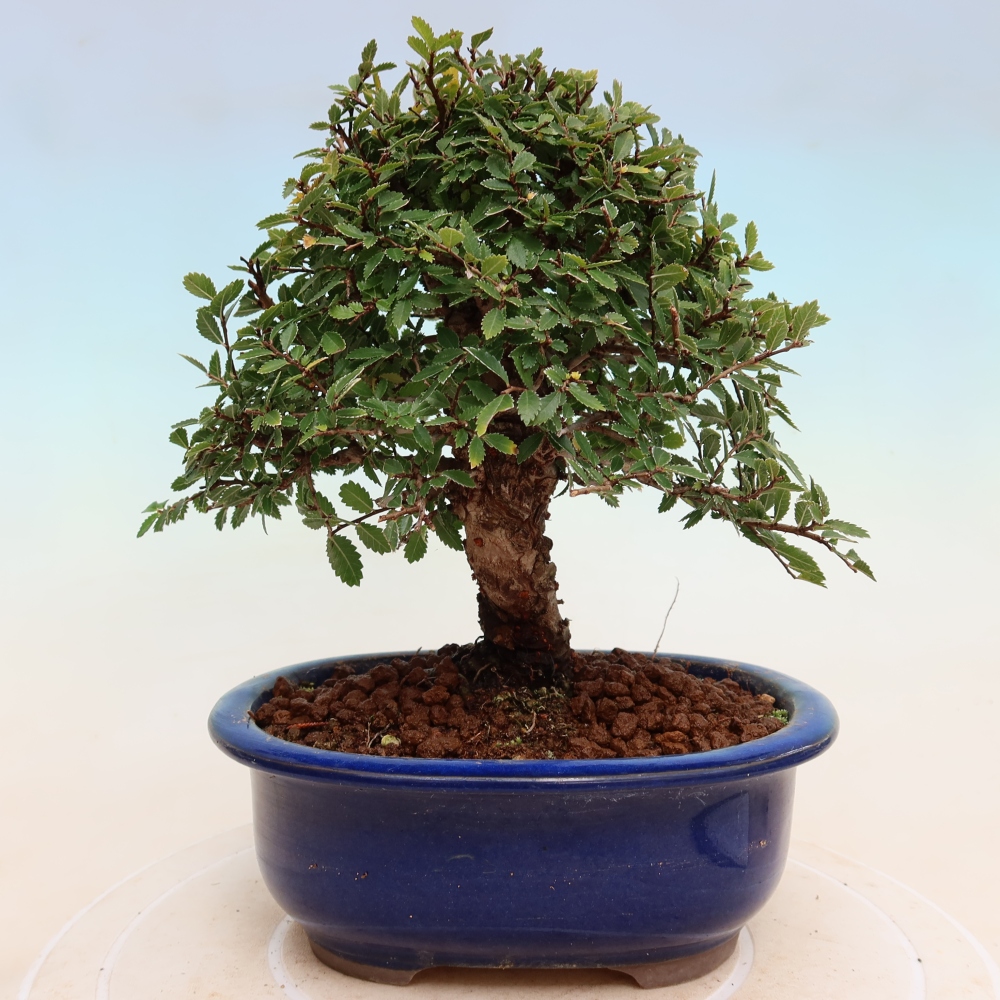 Kültéri bonsai - Zelkova - Zelkova NIRE