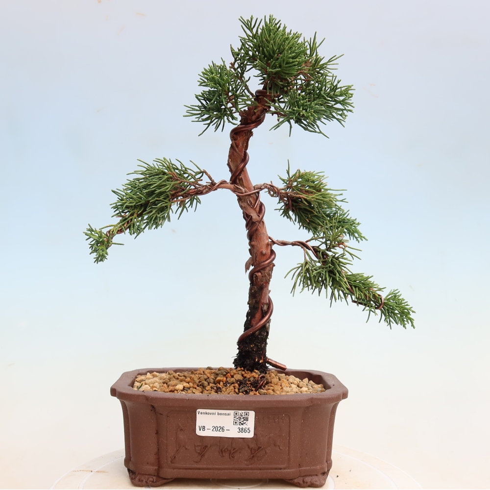 Kültéri bonsai - Juniperus chinensis Kishu