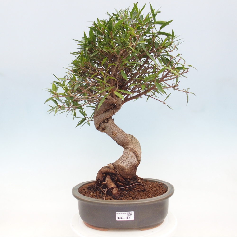 Szobai bonsai - Ficus nerifolia - kislevelű fikusz