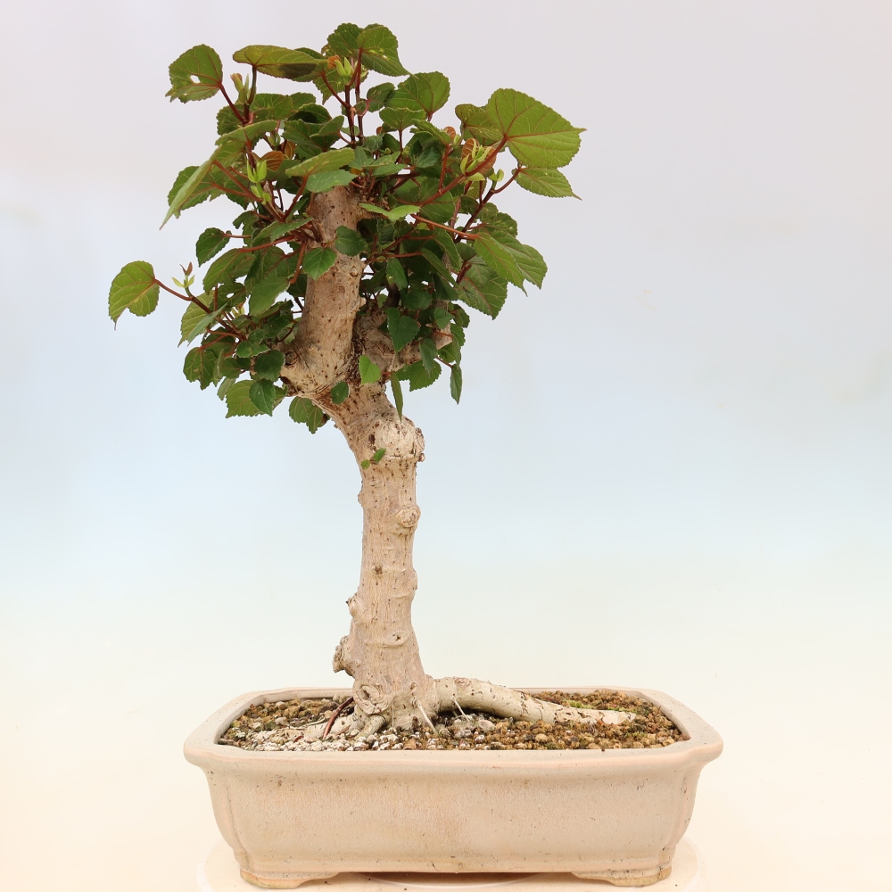 Beltéri bonsai - Hibiscus tiliaceus - tengeri hibiszkusz