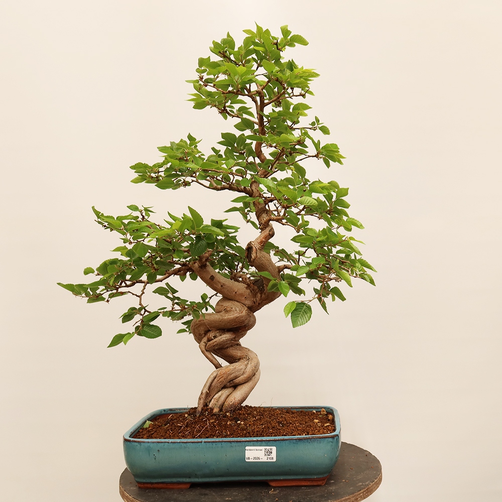 Kültéri bonsai -Carpinus Coreana - Koreai gyertyánfa