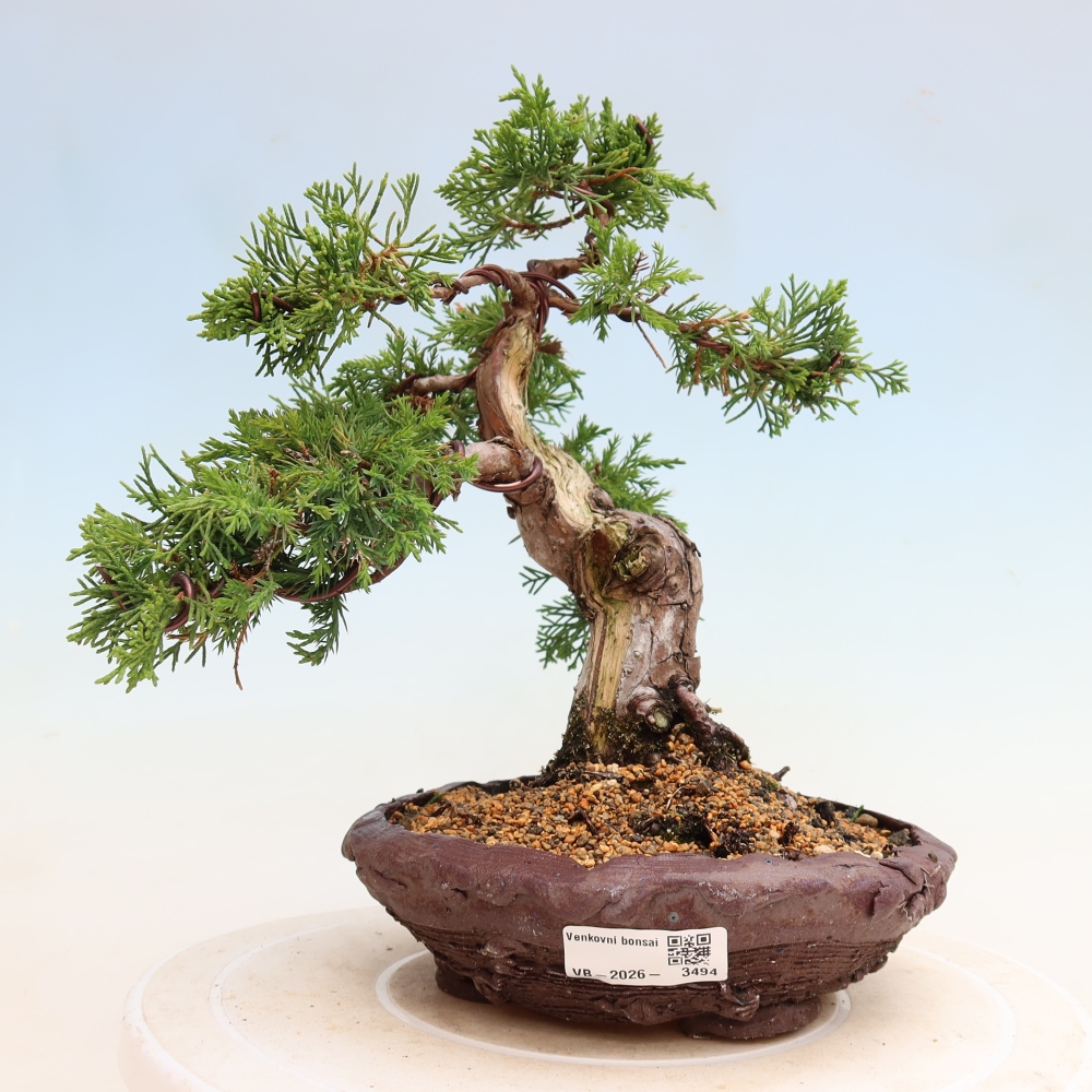 Kültéri bonsai - Juniperus chinensis Itoigawa-Juniperus chinensis
