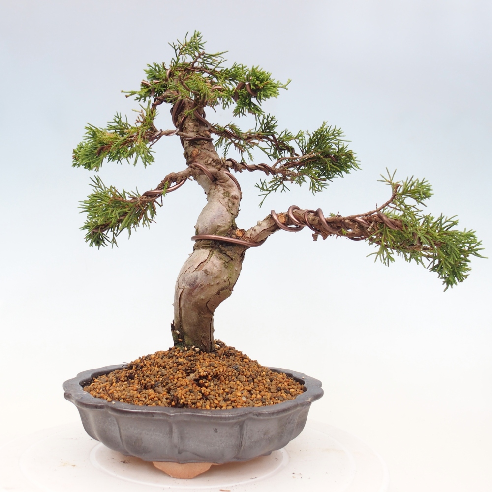 Kültéri bonsai - Juniperus chinensis Itoigawa