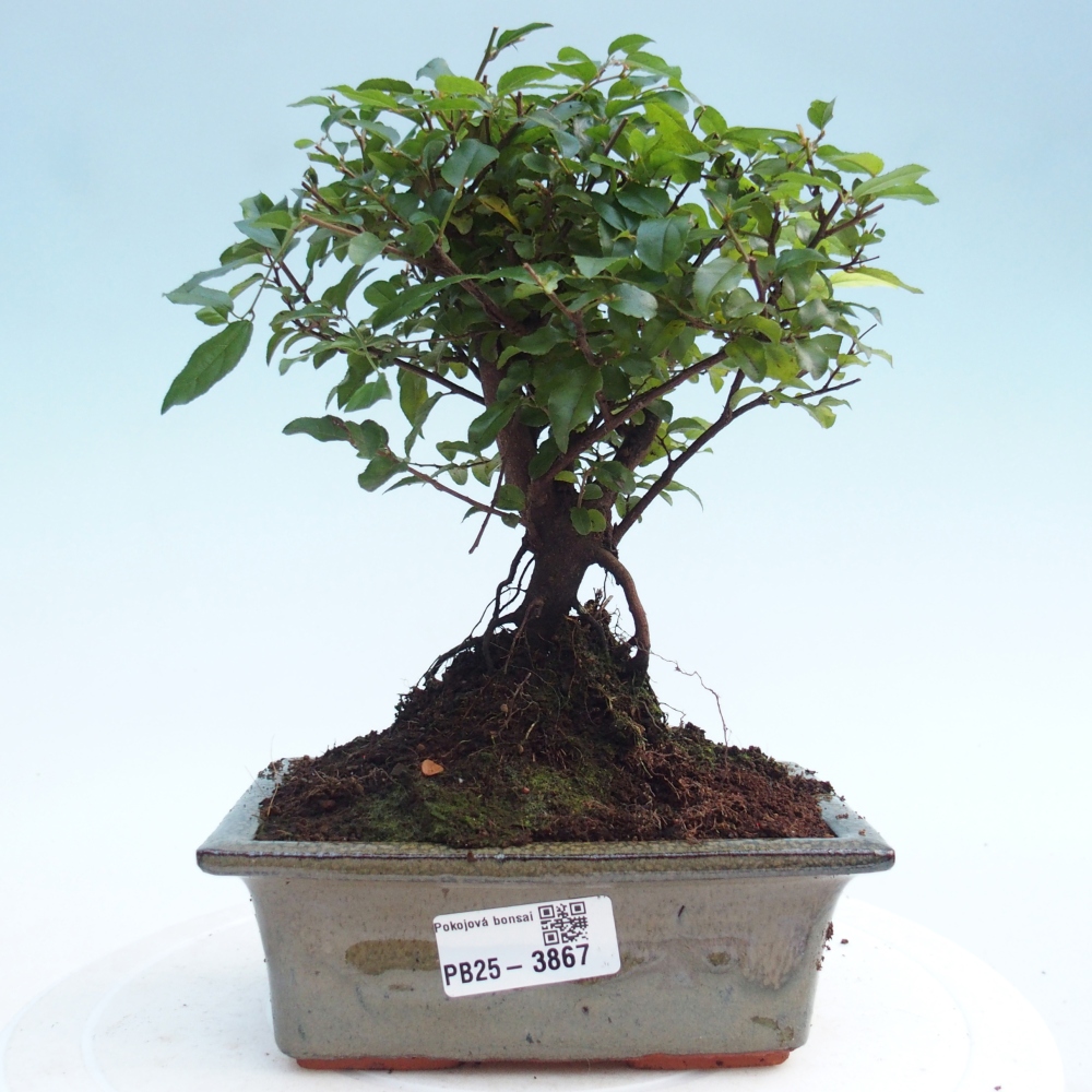 Szobai bonsai - Sageretia thea - Sageretia thea