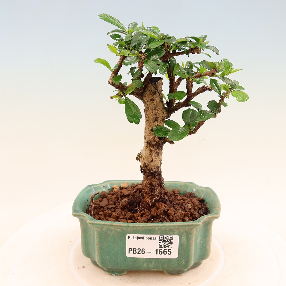 Szobai bonsai - Carmona macrophylla - Tea fuki