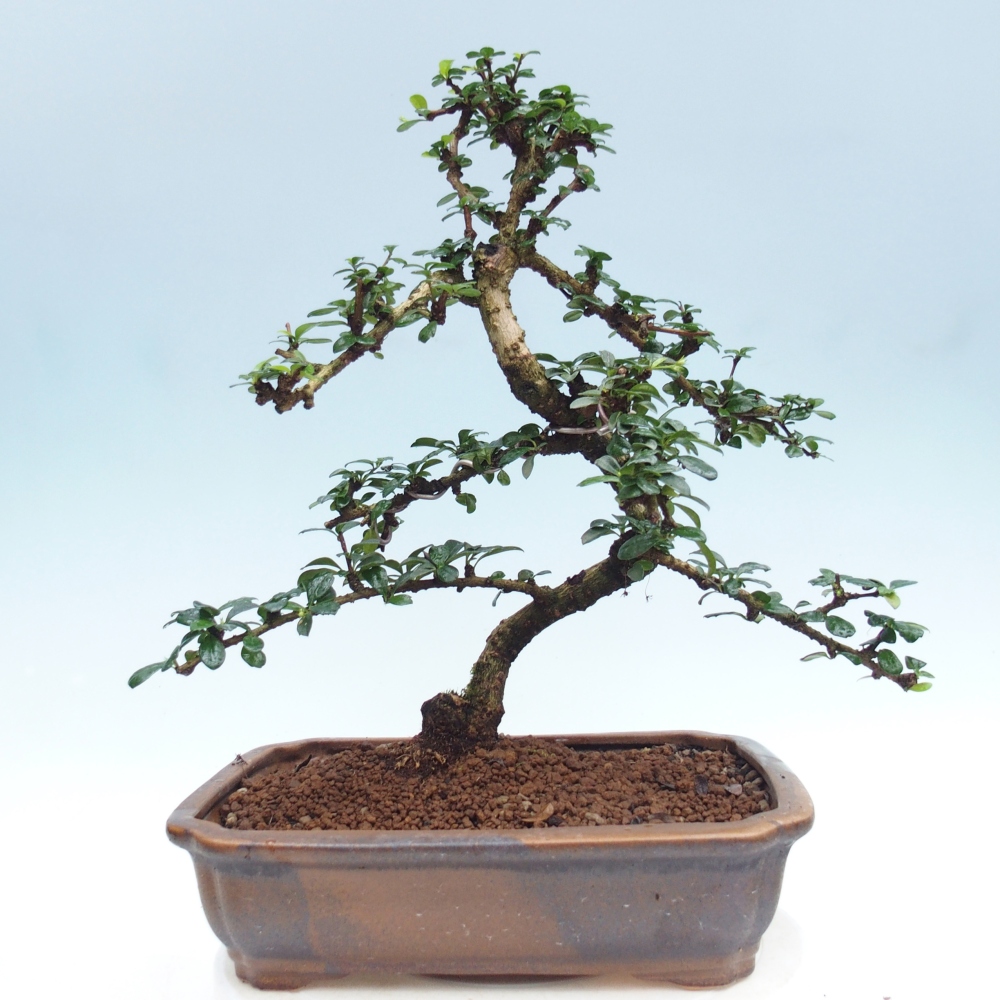 Szobai bonsai - Carmona macrophylla - Tea fuki