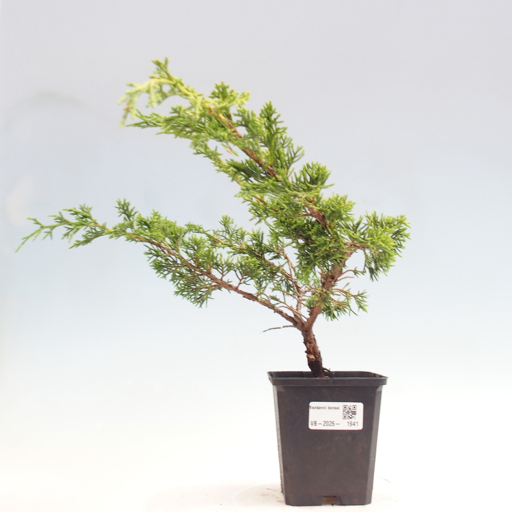 Kültéri bonsai - Juniperus chinensis Itoigawa