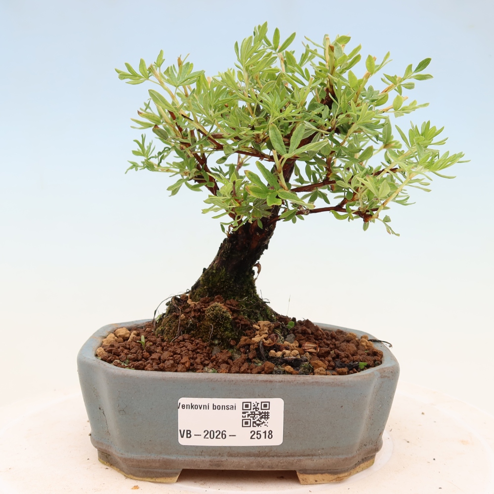 Kültéri bonsai - Potentila fruticosa