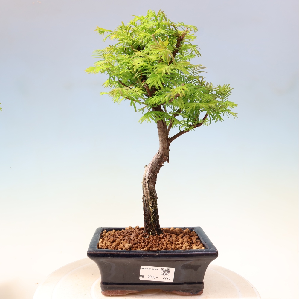 Kültéri bonsai - Metasequoia glyptostroboides - Kínai metasequoia