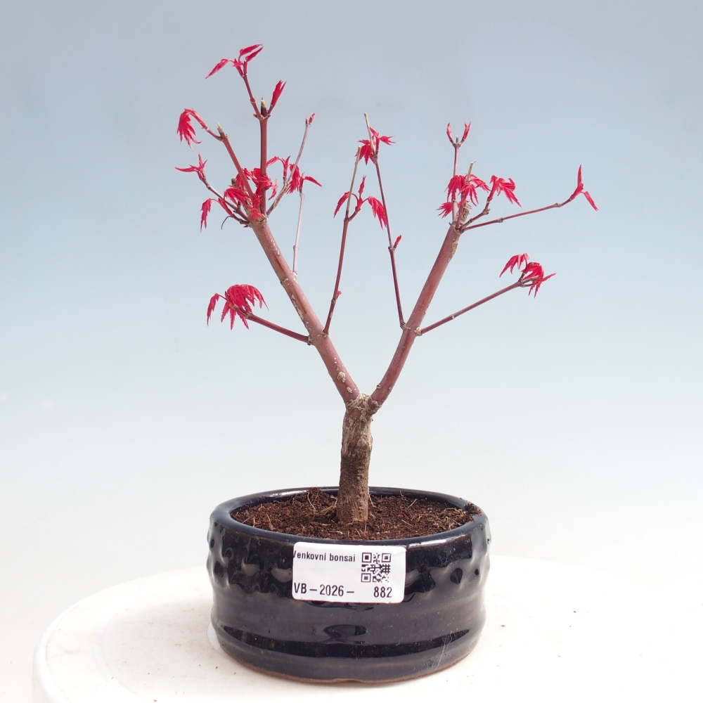 Kültéri bonsai - Acer palmatum DESHOJO