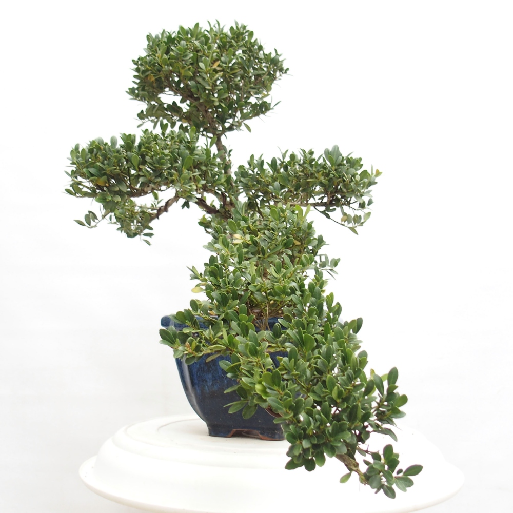 Szobai bonsai - Ilex crenata - Holly