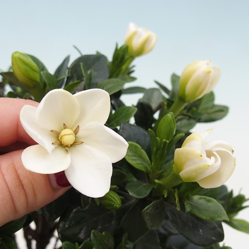 Szobai bonsai - Gardenia jasminoides-Gardenia
