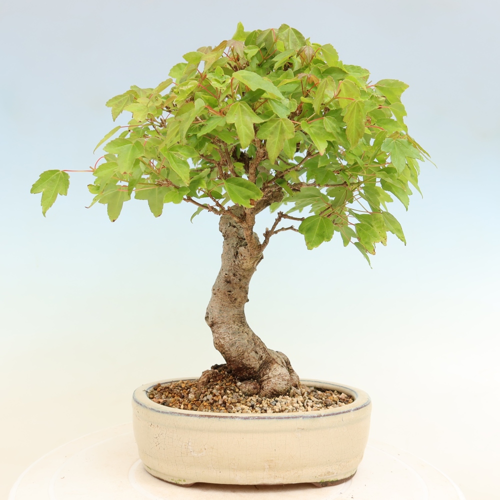 Kültéri bonsai - Juhar Burger - Acer Burgerianum