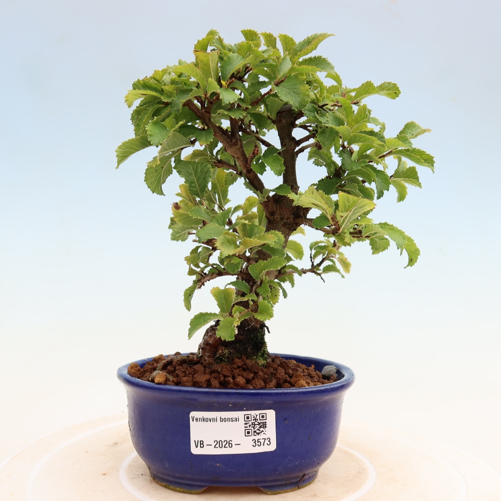 Kültéri bonsai - Zelkova - Zelkova NIRE
