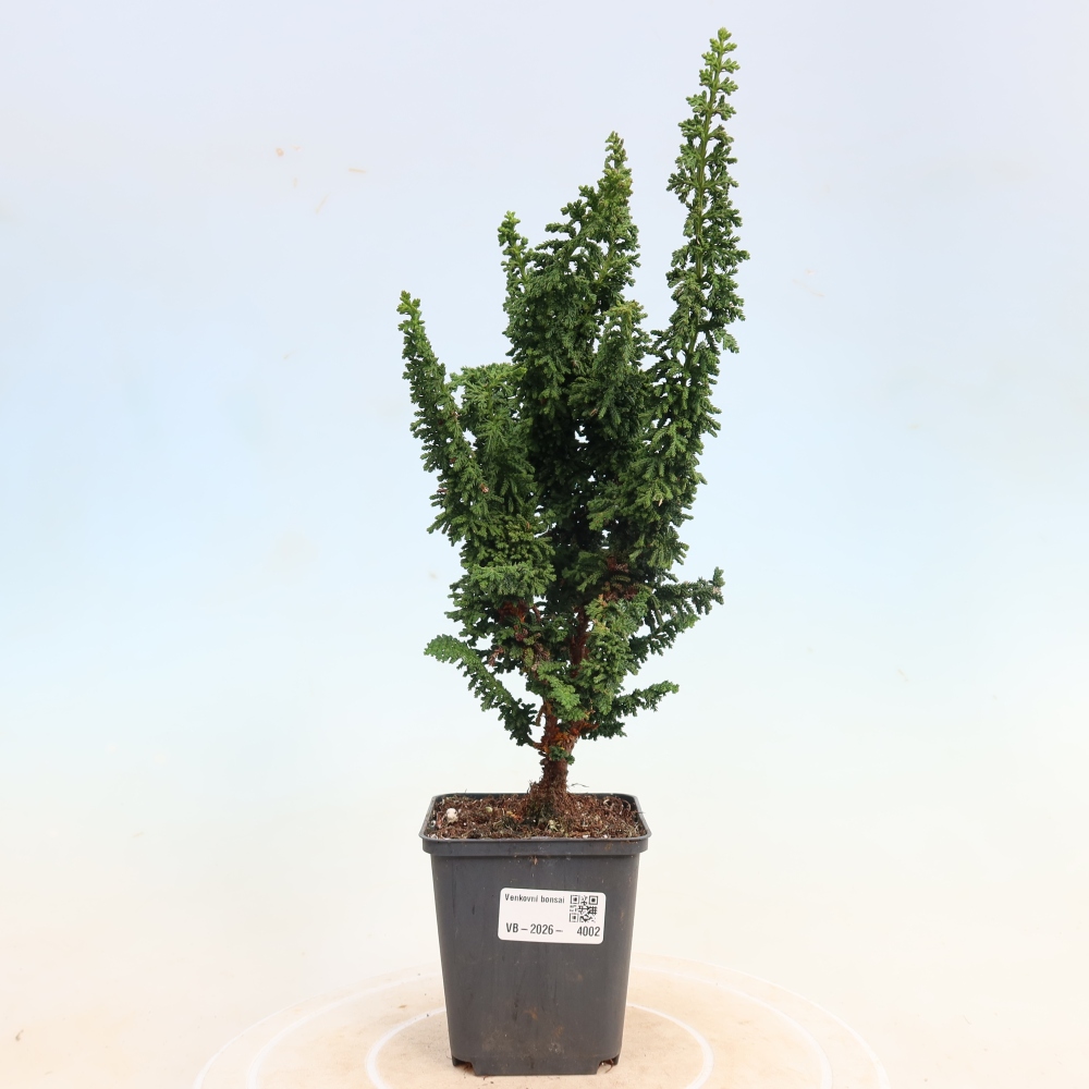 Kültéri bonsai - Cham. obtusa SEKKA HINOKI - Cifra ciprus