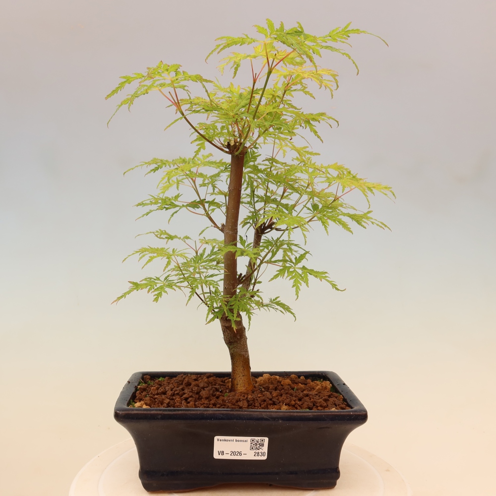Kültéri bonsai - Acer palmatum Dissectum