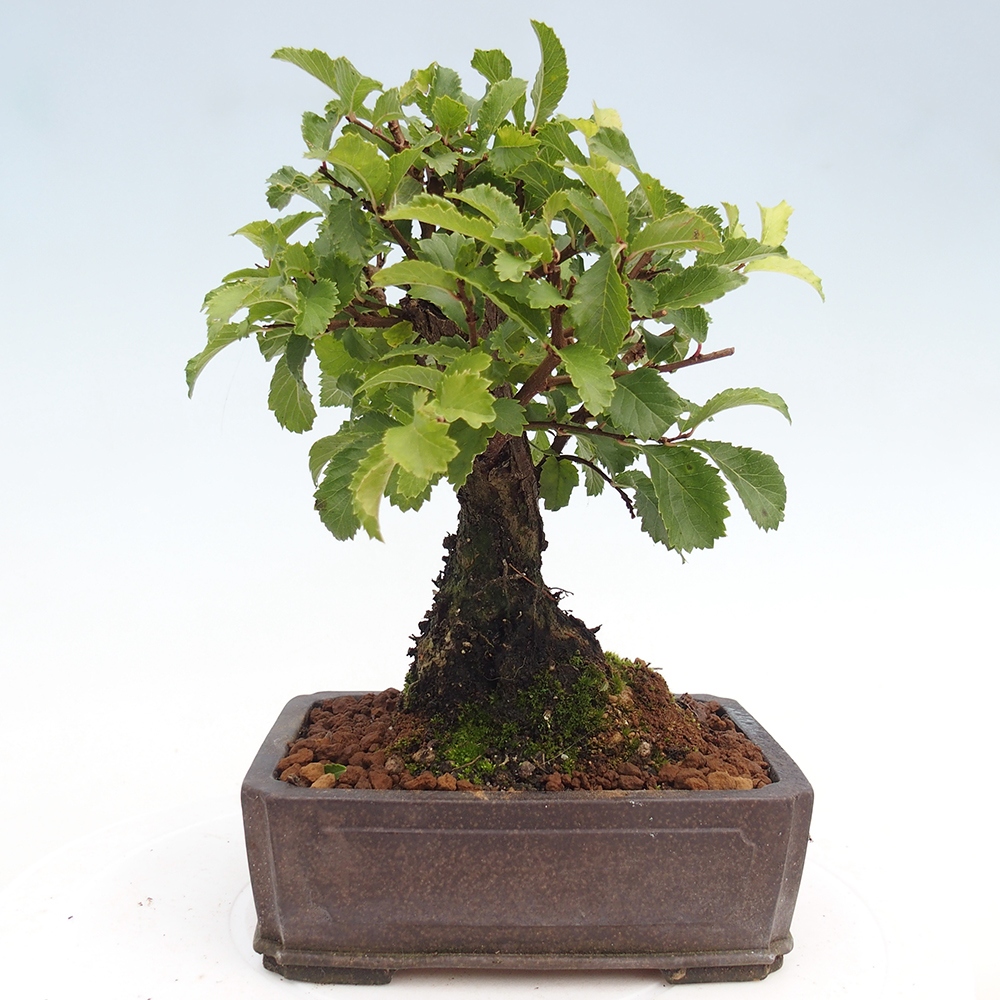 Kültéri bonsai - Zelkova - Zelkova NIRE