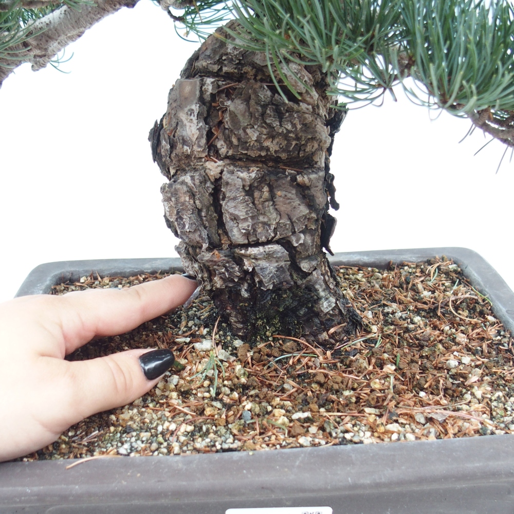 Kültéri bonsai - Pinus parviflora - Pinus parviflora
