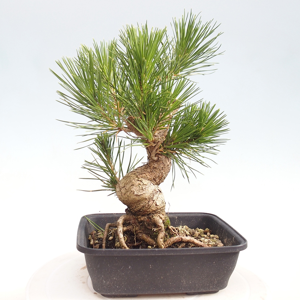 Kültéri bonsai - Pinus thunbergii - Thunberg fenyő