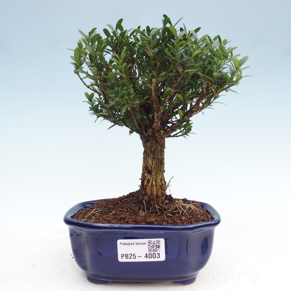 Szobai bonsai - Buxus harlandii - parafa buxus