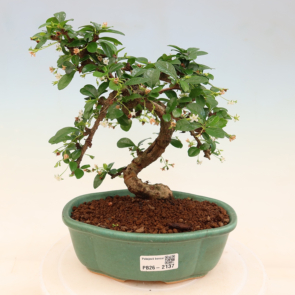 Szobai bonsai - Carmona macrophylla - Tea fuki