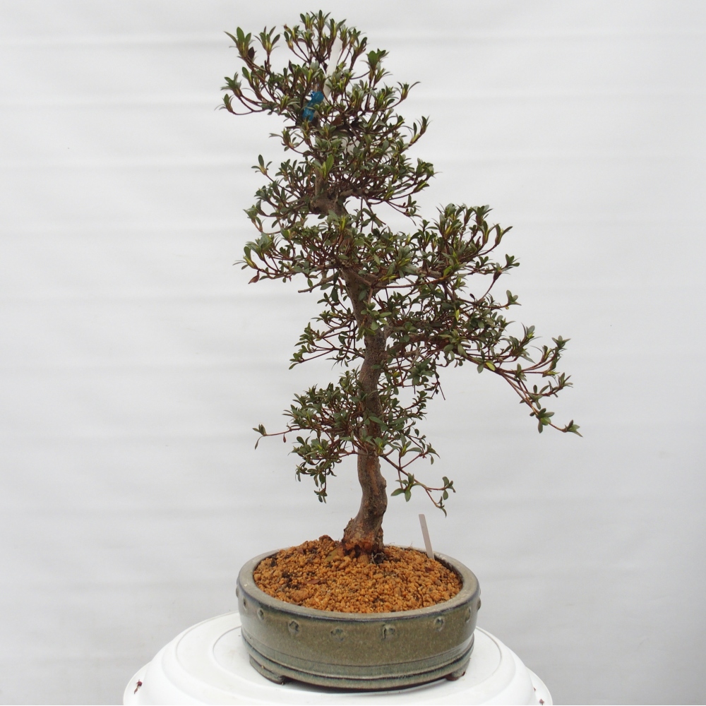 Kültéri bonsai - Japán azálea - Azalea Akari