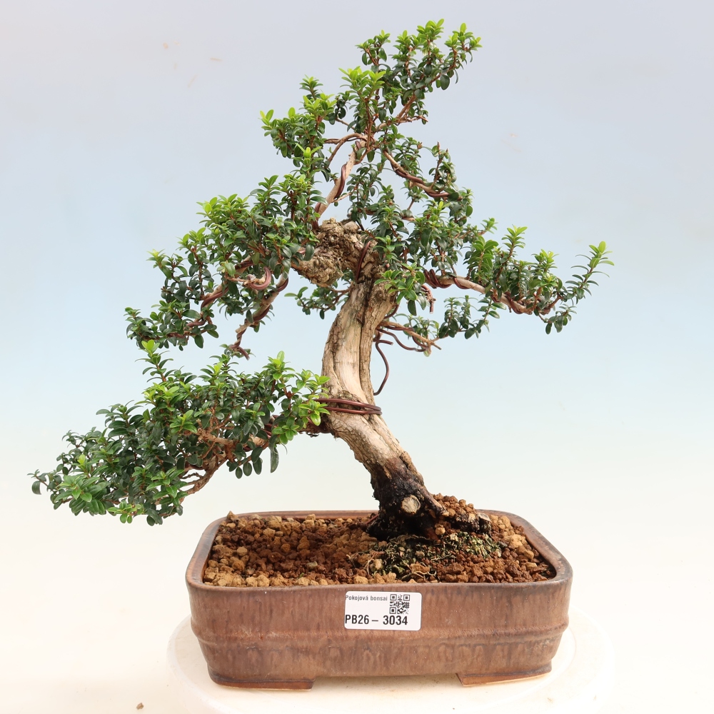 Szobai bonsai - Myrtus communis - Mirtus communis - Mirtusz