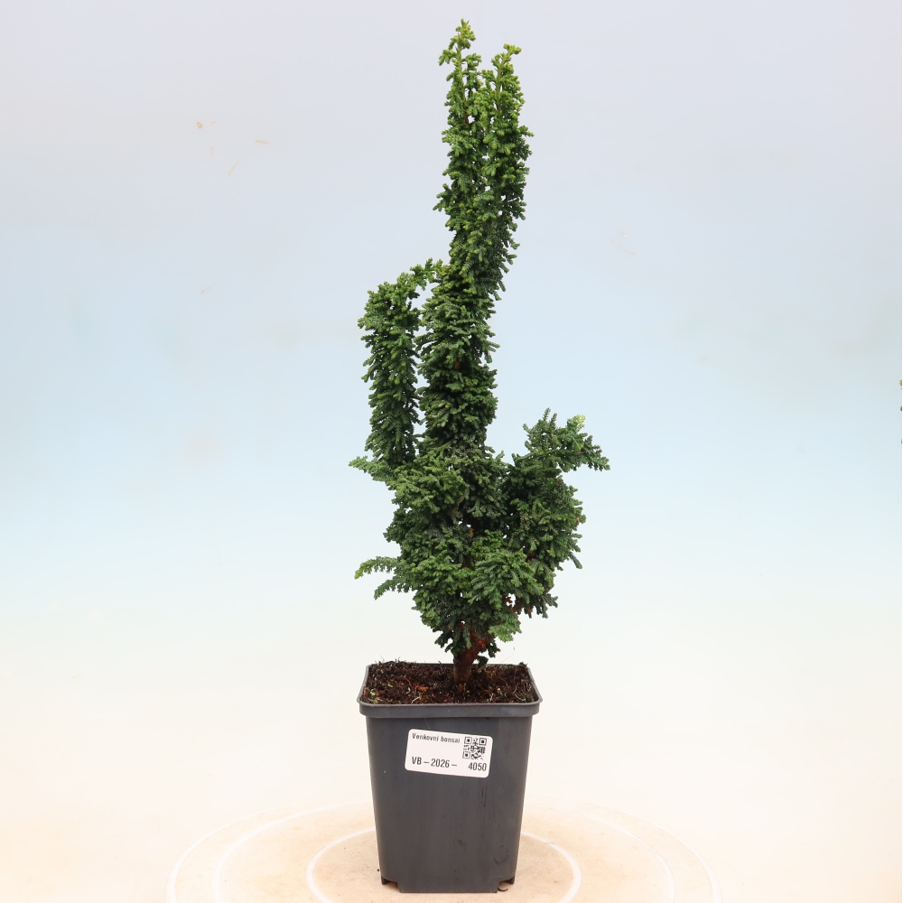 Kültéri bonsai - Cham. obtusa SEKKA HINOKI - Cifra ciprus