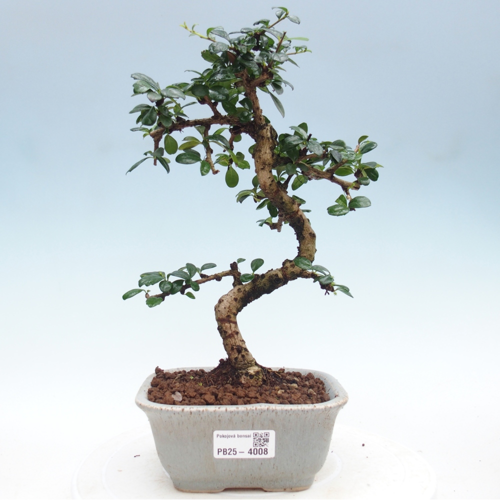 Szobai bonsai - Carmona macrophylla - Tea fuki