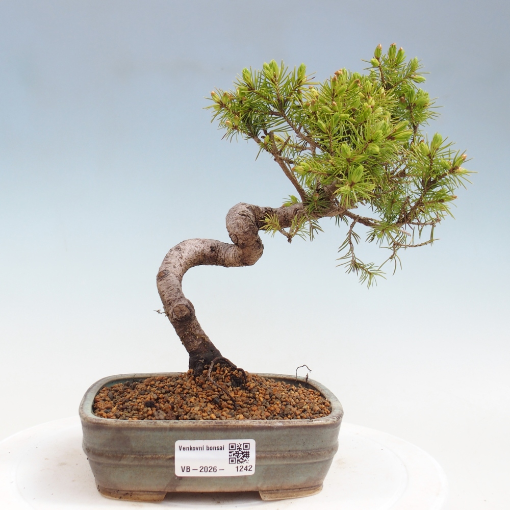 Kültéri bonsai - lucfenyő - Picea glauca globe