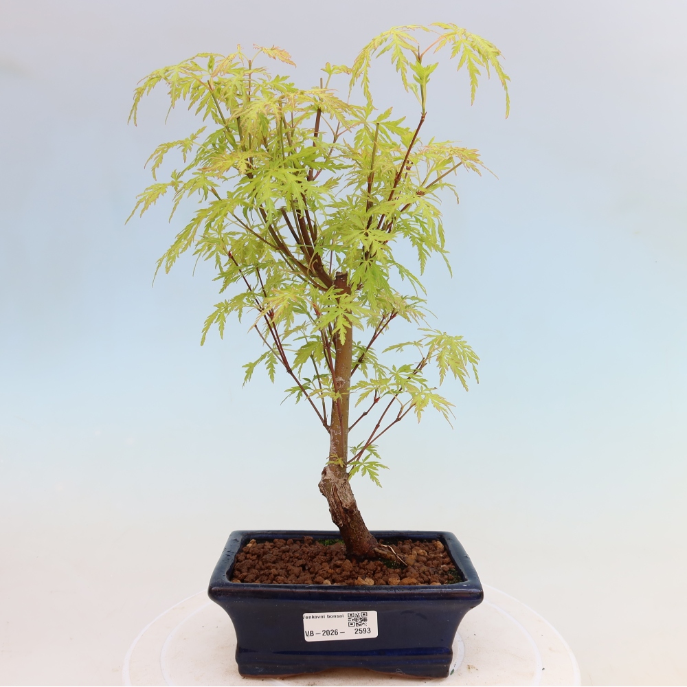 Kültéri bonsai - Acer palmatum Dissectum