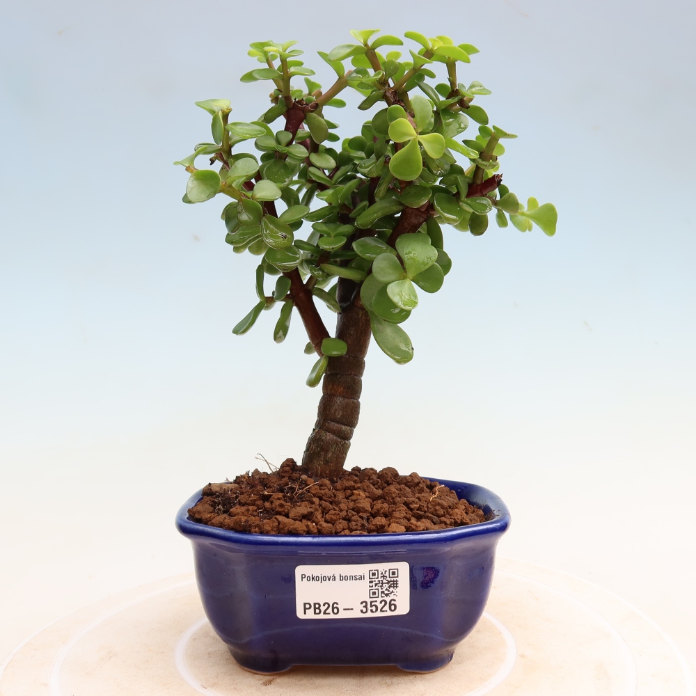 Szoba bonsai - Portulakaria Afra - Tlustice