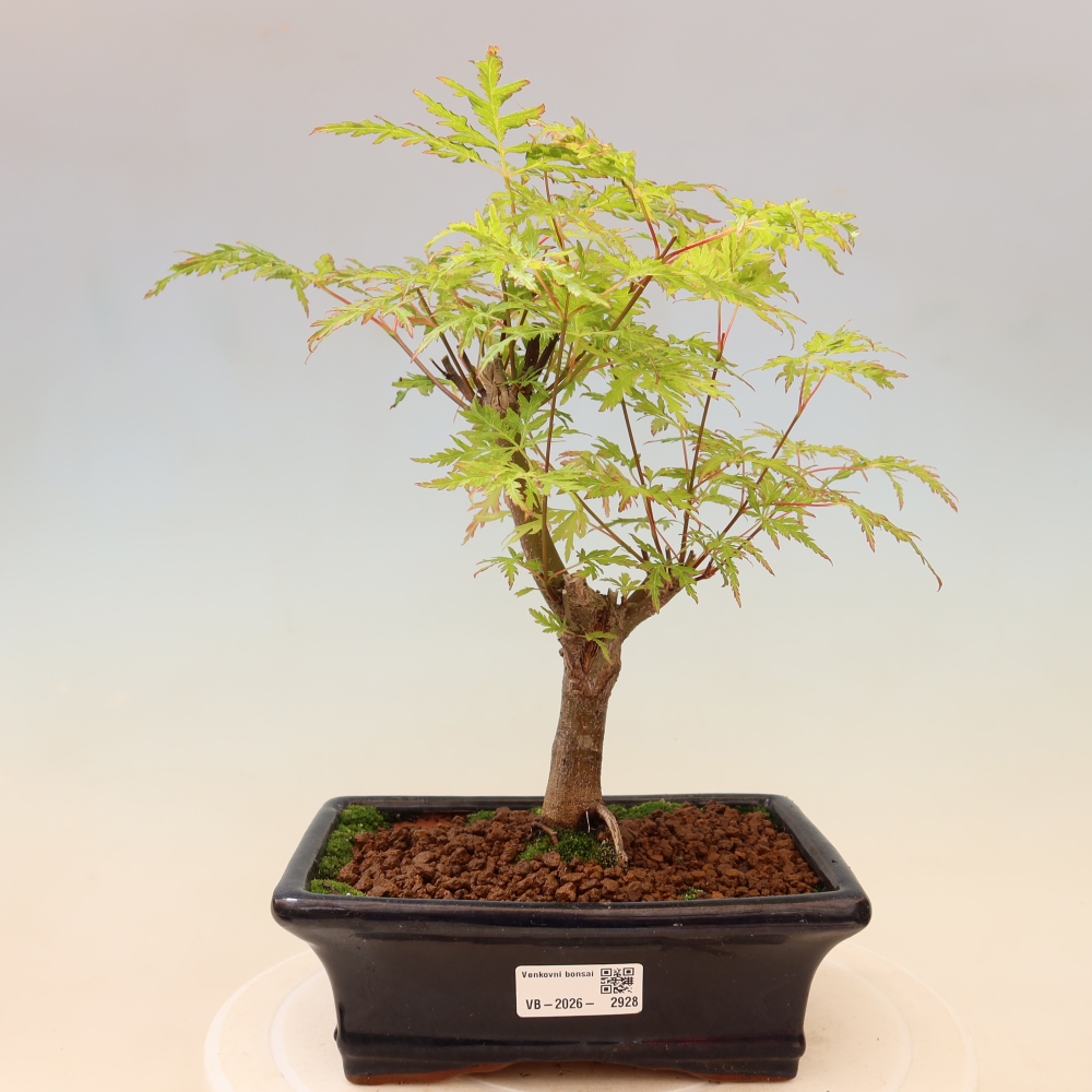 Kültéri bonsai - Acer palmatum Dissectum