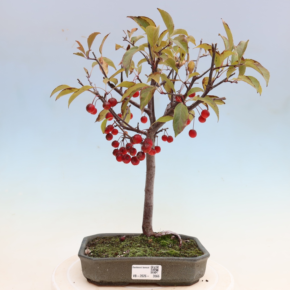 Kültéri bonsai -Malus domestica - Kis gyümölcsű piros levelű almafa