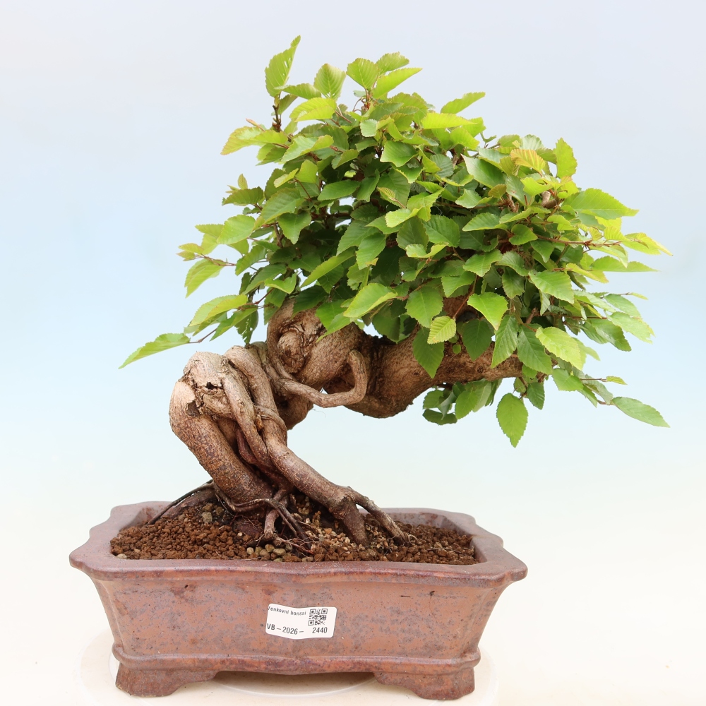 Kültéri bonsai -Carpinus Coreana - Koreai gyertyánfa