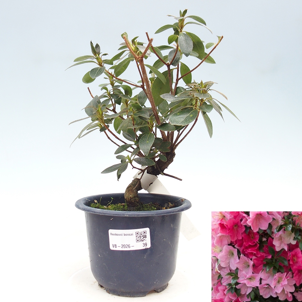 Kültéri bonsai - Japán azálea - Azalea Saien