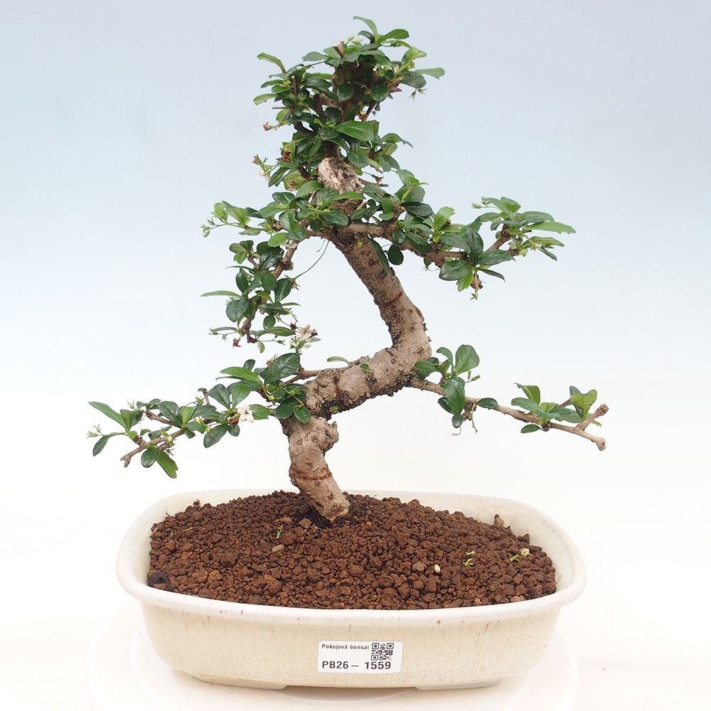 Szobai bonsai - Carmona macrophylla - Tea fuki