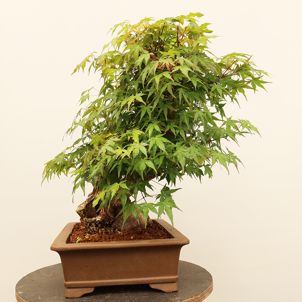 Kültéri bonsai - Maple palmatum - Pálmák