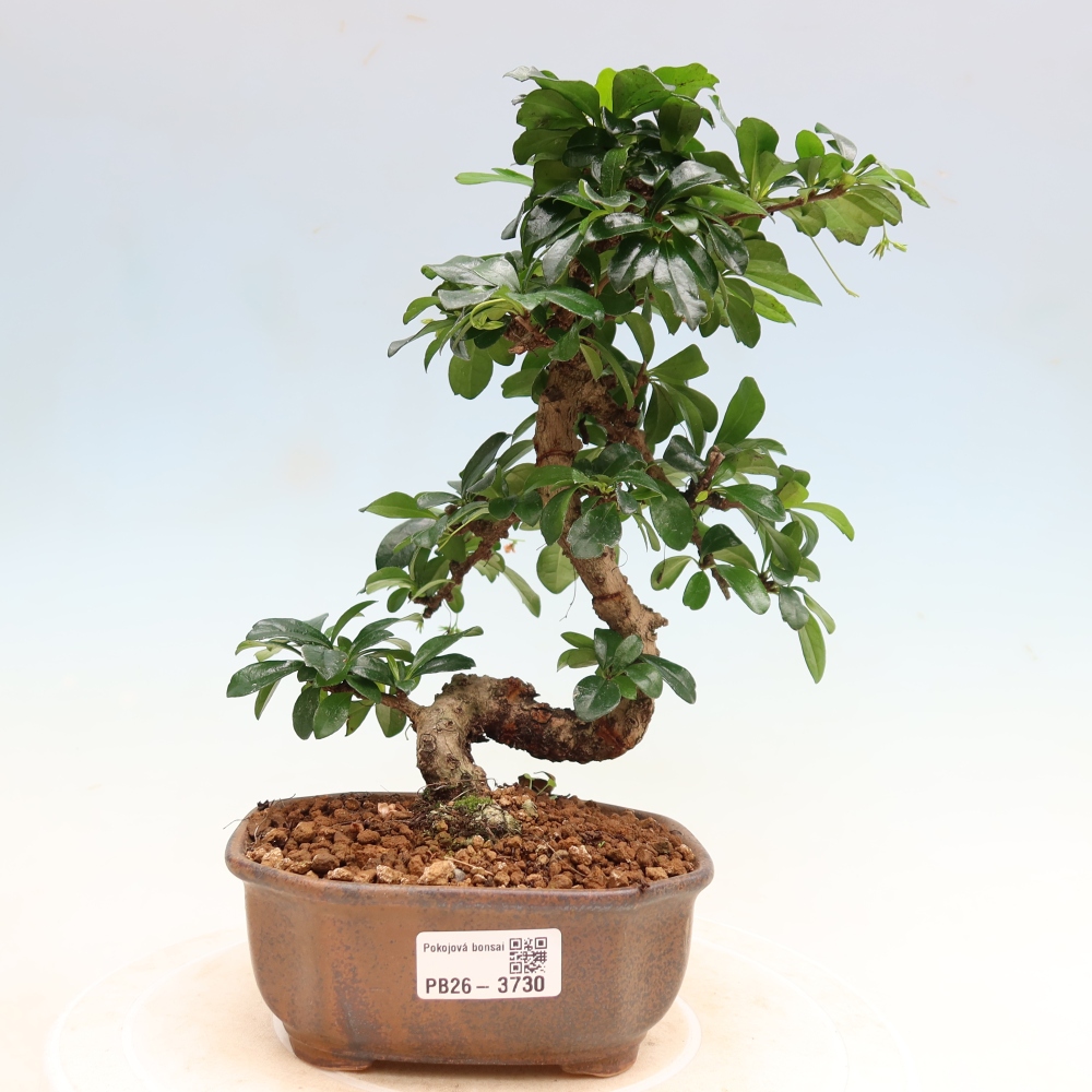 Szobai bonsai - Carmona macrophylla - Tea fuki