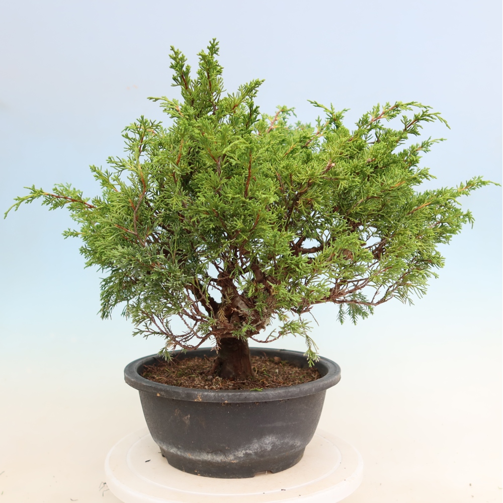 Kültéri bonsai - Juniperus chinensis Itoigawa-Juniperus chinensis