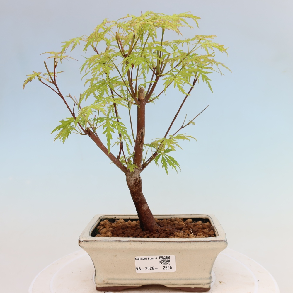 Kültéri bonsai - Acer palmatum Dissectum