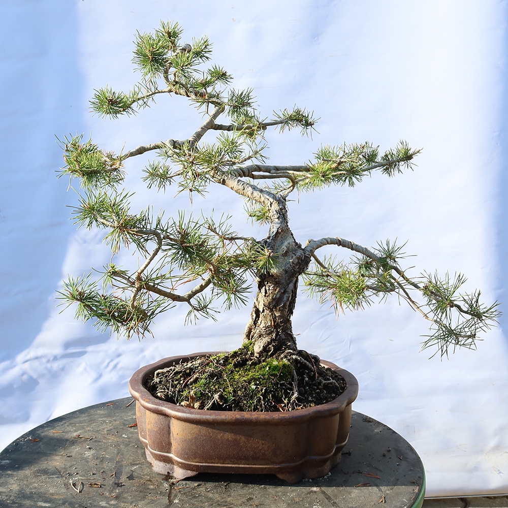 Pinus sylvestris Spanyolország – erdei fenyő