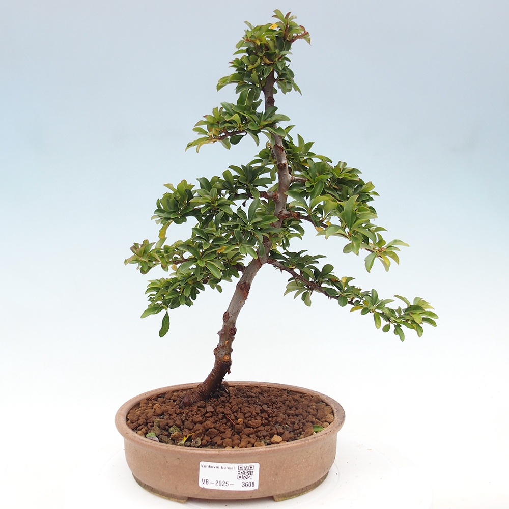 Kültéri bonsai-Pyracantha Teton - Hlox