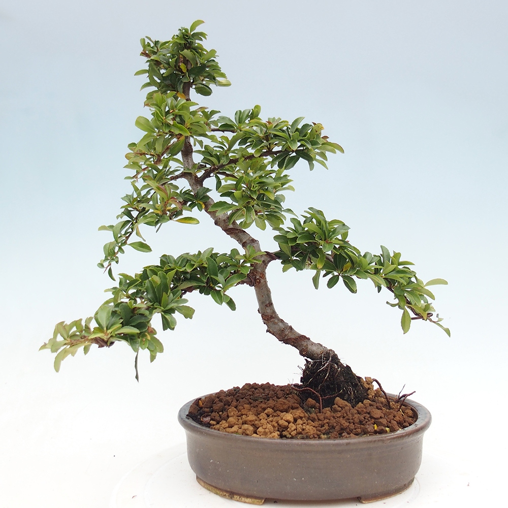 Kültéri bonsai-Pyracantha Teton - Hlox