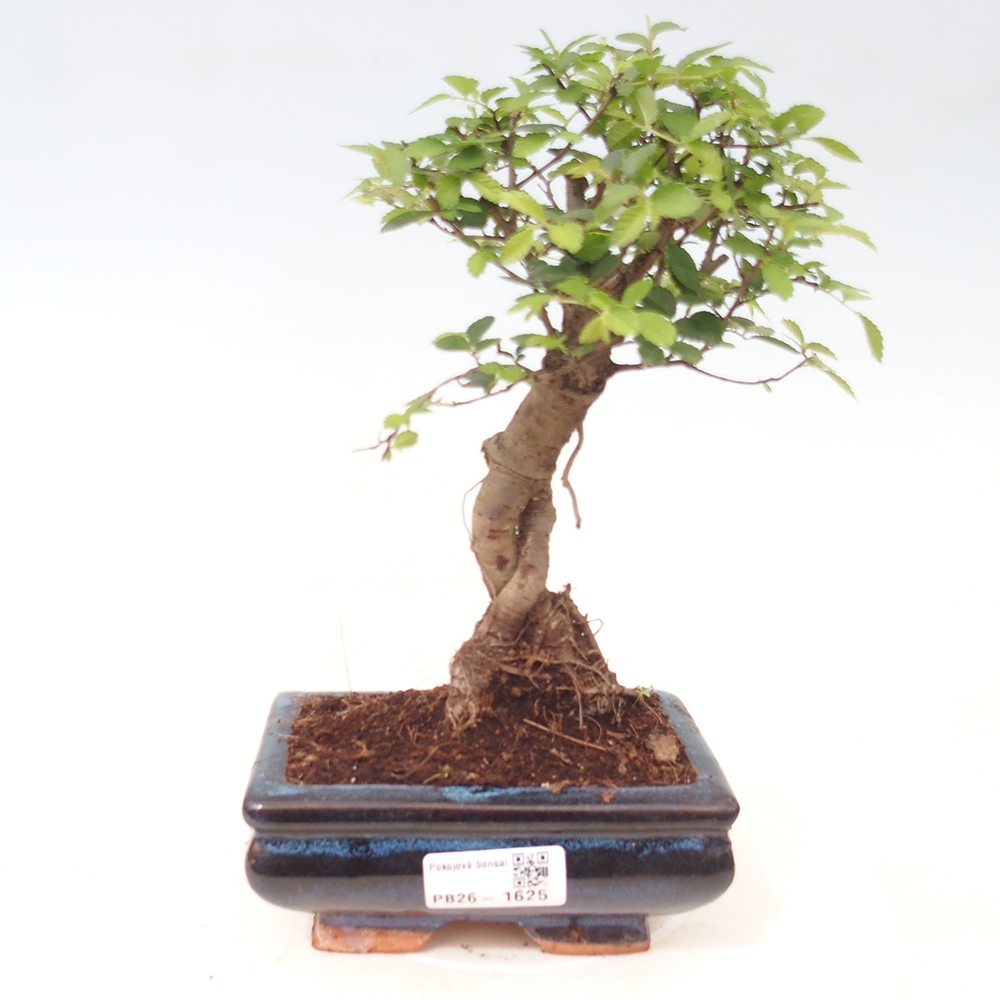 Szobai bonsai - Ulmus parvifolia - Kislevelű szilfa