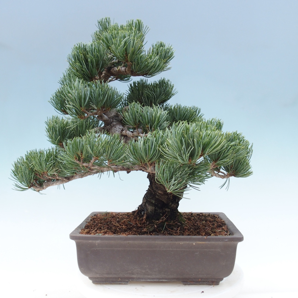 Kültéri bonsai - Pinus parviflora - Pinus parviflora