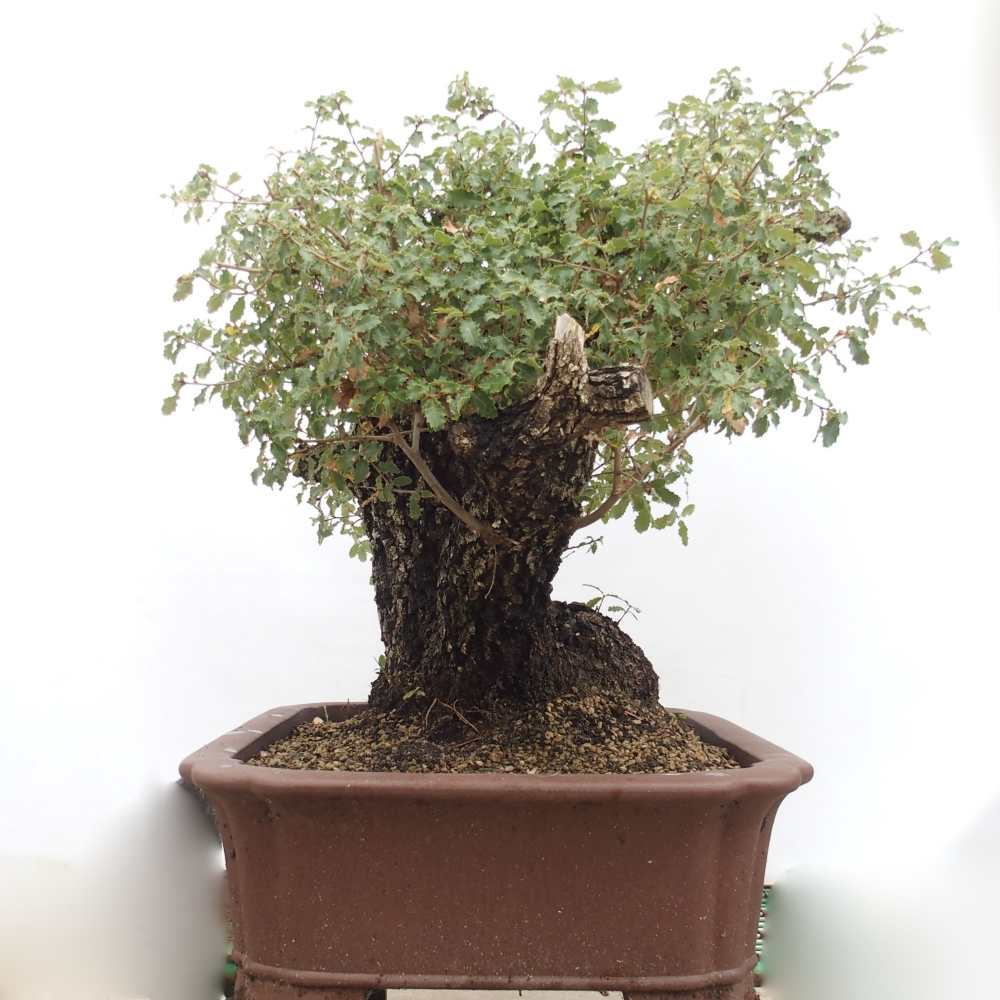 Yamadori - Quercus Ilex - Tölgy magyal