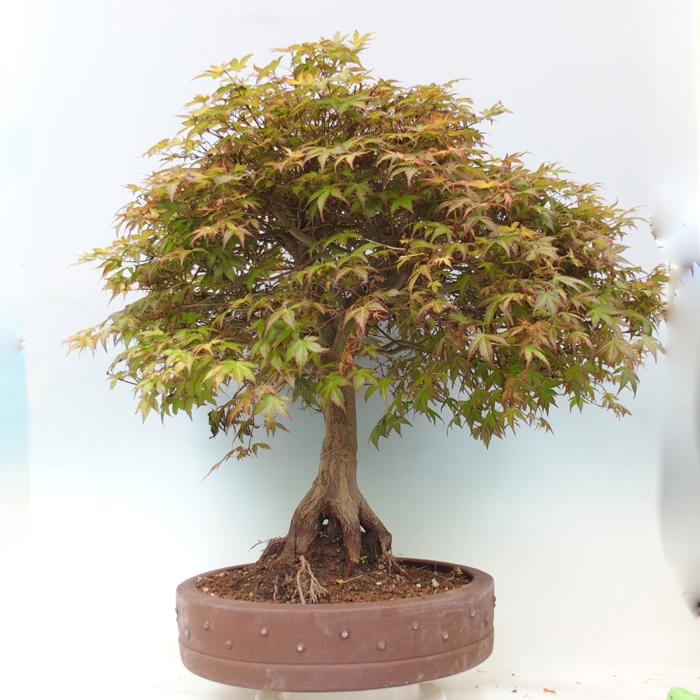 Juhar - Acer palmatum Beni Tsukasa